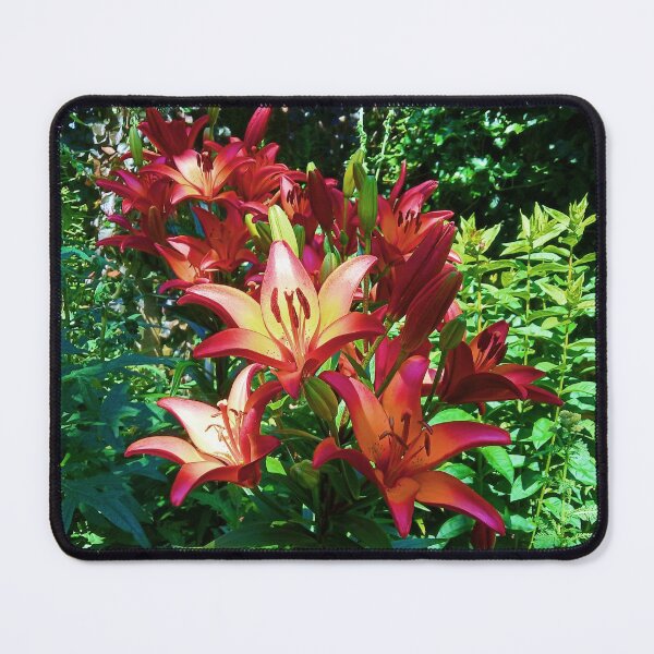 Item preview, Red Orange Asiatic Lilies designed and sold by walkswithnature.