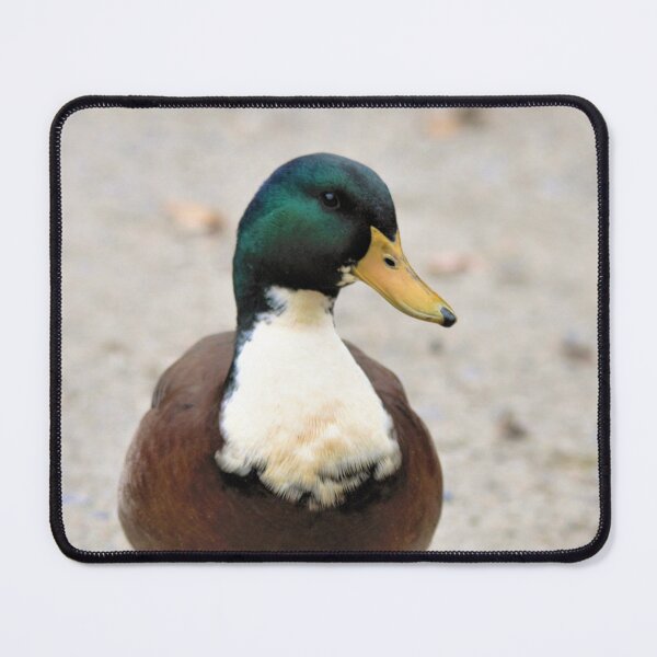 Item preview, Domestic Bibbed (Duclair) Mallard Odd Duck designed and sold by walkswithnature.