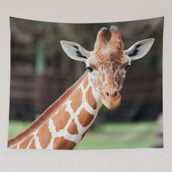 Item preview, Giraffe Photograph | I Love Giraffes | Zoo designed and sold by WeAreGrotesque.
