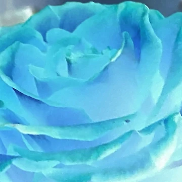 Artwork thumbnail, AZURE ROSE by BOLLA67