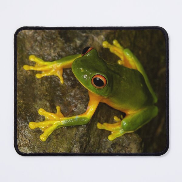 Item preview, Orange-thighed tree frog (Litoria xanthomera) on a wet stone in the rainforest. Kuranda, Queensland, Australia designed and sold by Trent Townsend.