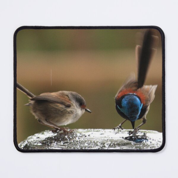 Item preview, Splendid Wrens designed and sold by Rosdenphoto.