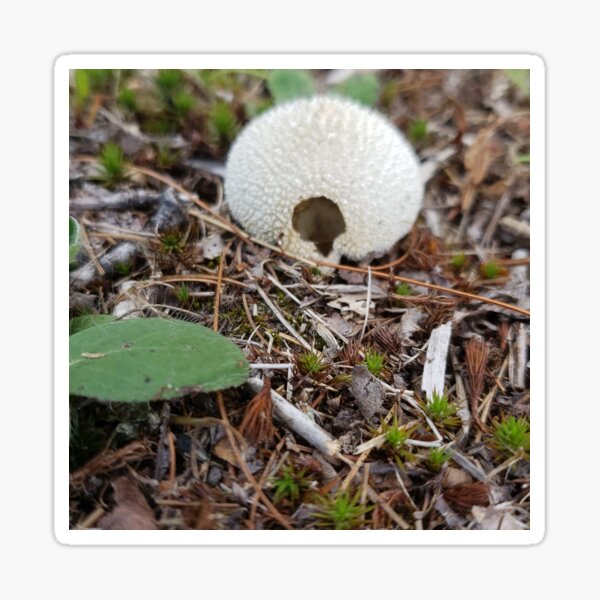 Item preview, Puff ball mushroom designed and sold by enchantedvibes.
