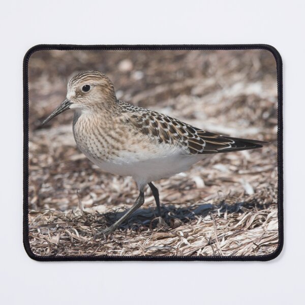 Item preview, Baird (Sandpipers) on the Beach designed and sold by walkswithnature.
