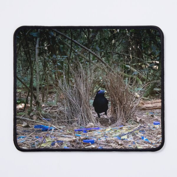 Item preview, Satin bowerbird (Ptilonorhynchus violaceus) male in bower designed and sold by Trent Townsend.