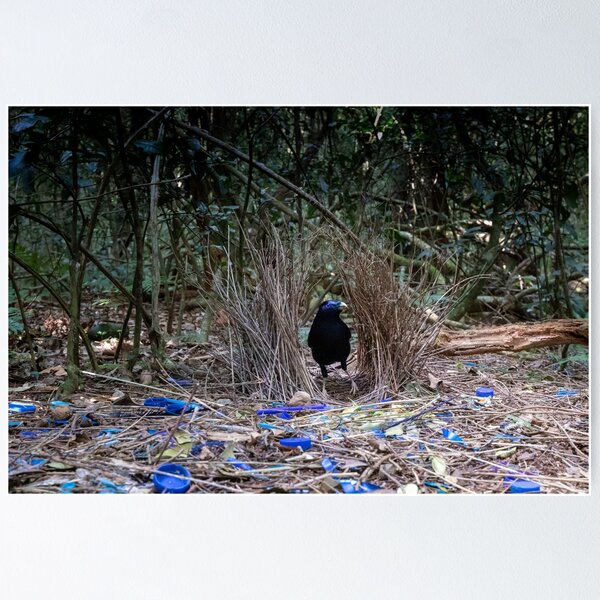 Item preview, Satin bowerbird (Ptilonorhynchus violaceus) male in bower designed and sold by Trent Townsend.