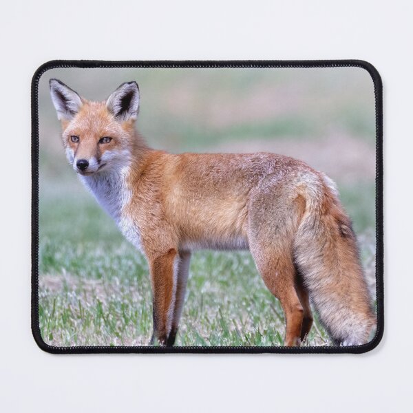 Item preview, Posing red fox designed and sold by DaveBassett.