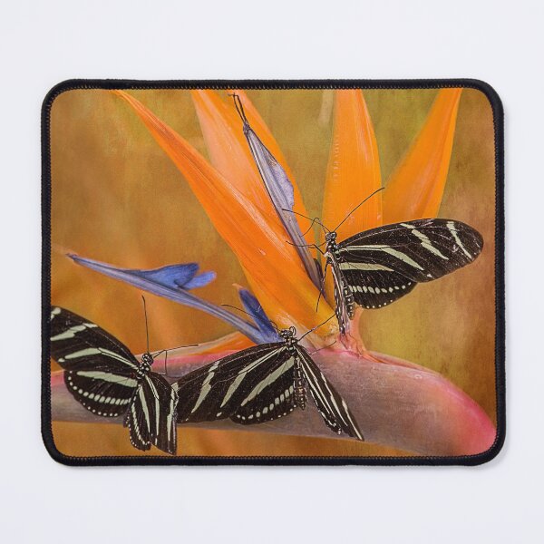 Item preview, Three Zebra Butterflies designed and sold by Elisabeth Lucas.