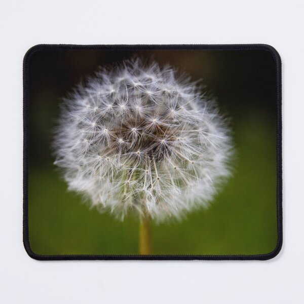 Item preview, Dandelion, Ivanhoe, Victoria, Australia designed and sold by Vicki Walsh.