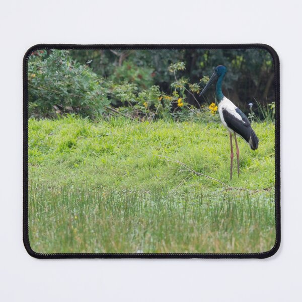 Item preview, Black-necked stork (Ephippiorhynchus asiaticus) standing beside a pond designed and sold by Trent Townsend.
