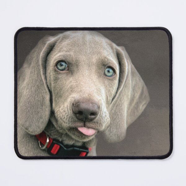 Item preview, Weimaraner Puppy designed and sold by Elisabeth Lucas.