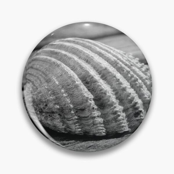 Item preview, Half a sea shell on wood designed and sold by Dave Hare Photography.