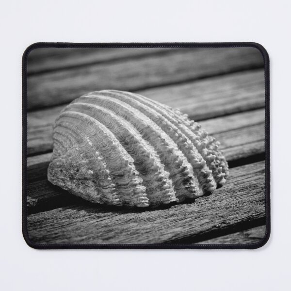 Item preview, Half a sea shell on wood designed and sold by Dave Hare Photography.