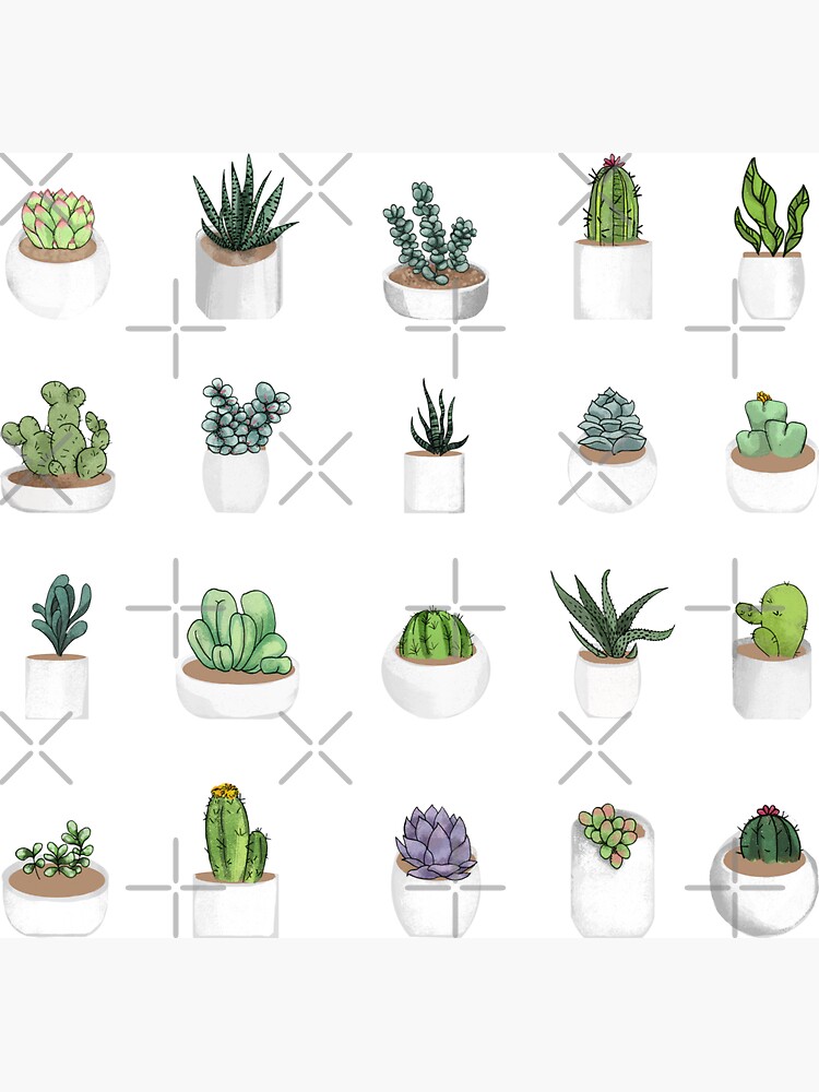 Succulents by katherineblower