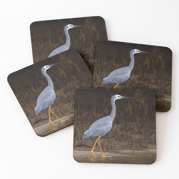 Item preview, White-faced Heron (Egretta novaehollandiae) walking on edge of a creek with mangrove roots in the background designed and sold by Trent Townsend.