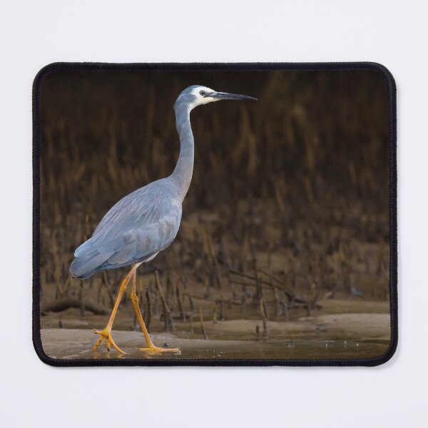 Item preview, White-faced Heron (Egretta novaehollandiae) walking on edge of a creek with mangrove roots in the background designed and sold by Trent Townsend.