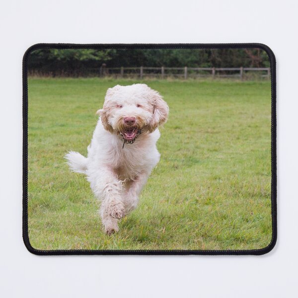 Item preview, Running Spinone designed and sold by FOLK ART FUSION by heidiannemorris.