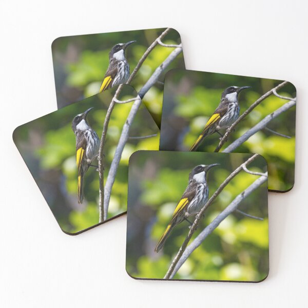 Item preview, White-cheeked honeyeater (Phylidonyris niger) perched on a branch. Pottsville, NSW, Australia. designed and sold by Trent Townsend.