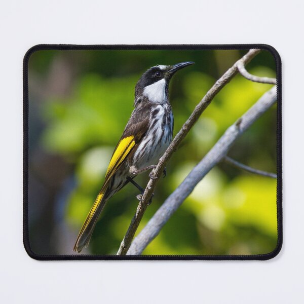 Item preview, White-cheeked honeyeater (Phylidonyris niger) perched on a branch. Pottsville, NSW, Australia. designed and sold by Trent Townsend.