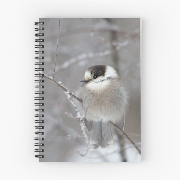 Item preview, Gray Jay in Algonquin Park designed and sold by James Cumming.