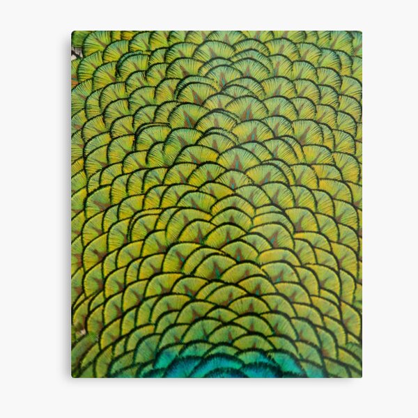 Peacock Metal Print
