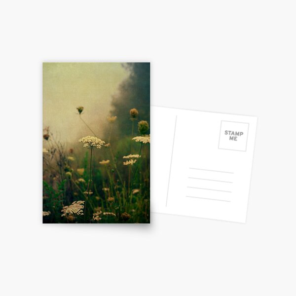 Summer Morning Fog Postcard
