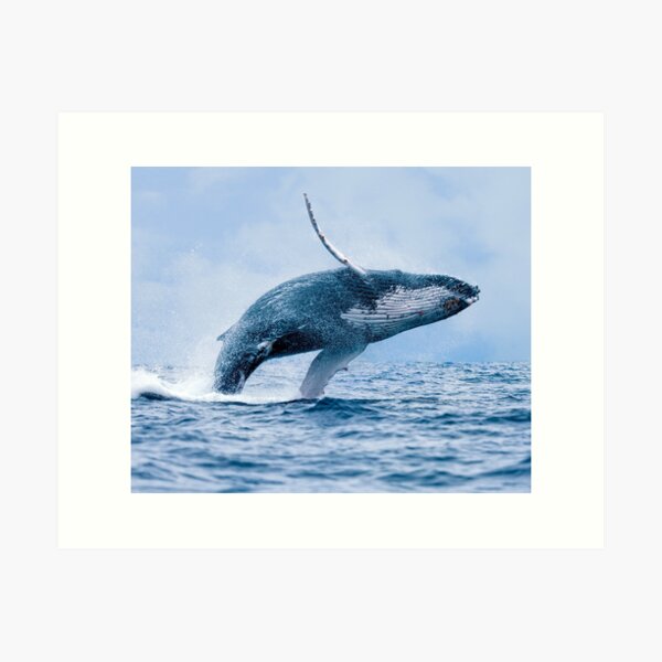 Item preview, Breaching Humpback Whale designed and sold by Paul Wolf.