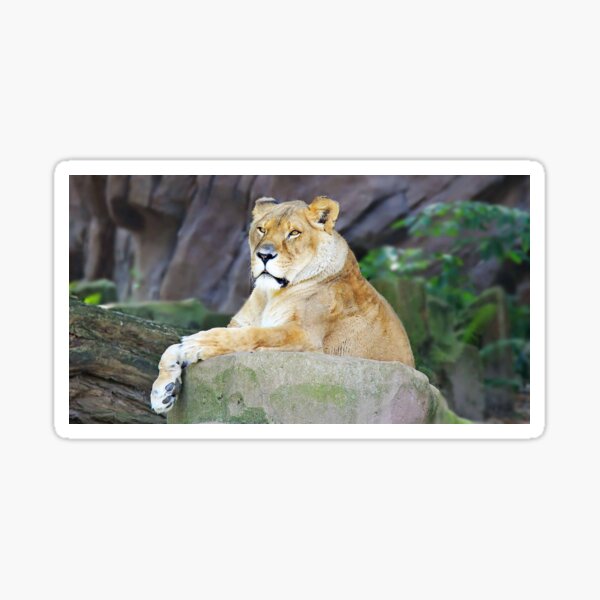 Aperçu de l'œuvre Le roi lion, Photographie créée et vendue par AfricanArtShop.