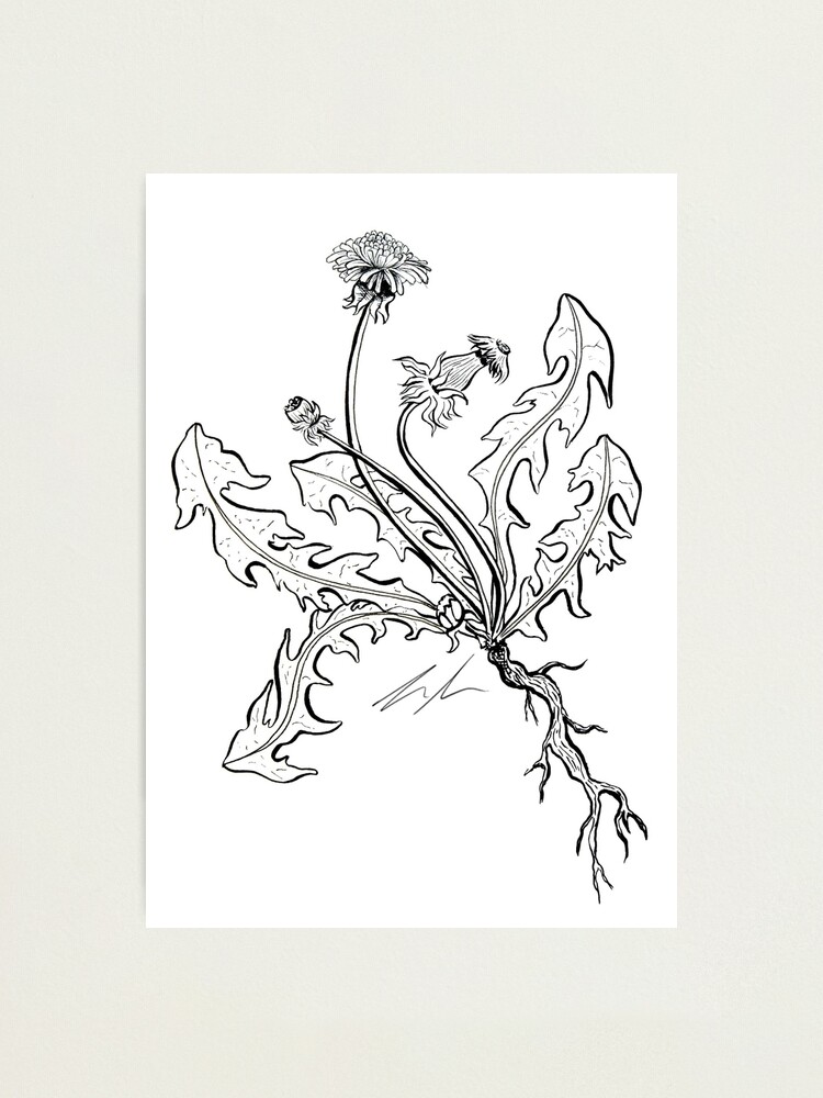 Alternate view of Blackberry Branch Photographic Print
