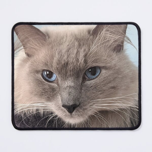 Item preview, Odin the ragdoll cat boss designed and sold by Fluffycat2020.