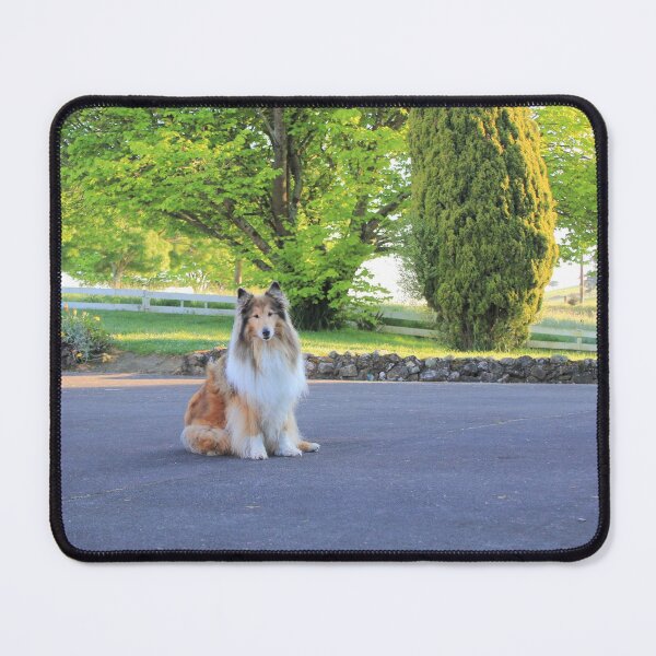 Item preview, Sitting Rough Collie designed and sold by KarenWoodArt.