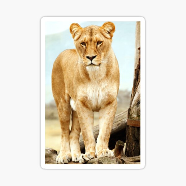 Aperçu de l'œuvre Le roi lion, Portrait créée et vendue par AfricanArtShop.