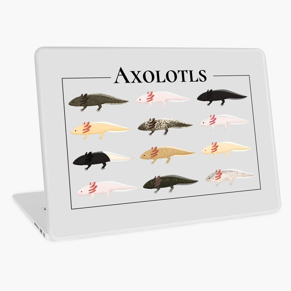 Axolotl Food Web