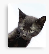 Gato Negro Canvas Print