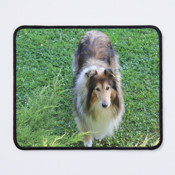 Item preview, Rough Collie From Above designed and sold by KarenWoodArt.