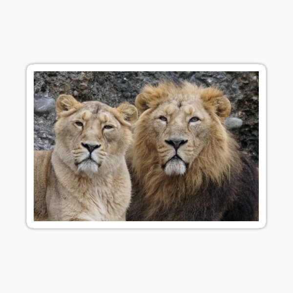 Aperçu de l'œuvre Le couple de lions, Photographie créée et vendue par AfricanArtShop.