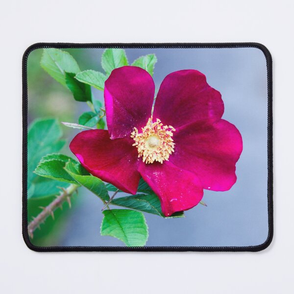 Item preview, Red Rose Ann Endt designed and sold by KarenWoodArt.