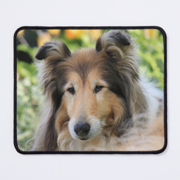 Item preview, Rough Collie Up Close In Garden designed and sold by KarenWoodArt.