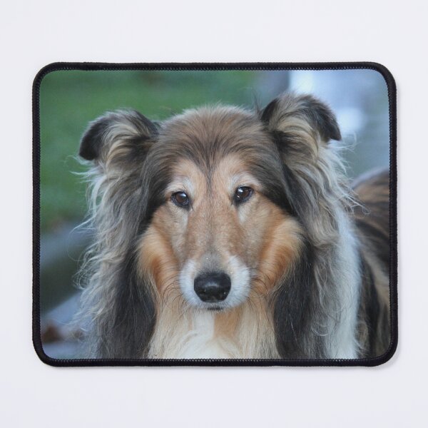 Item preview, Shaded Sable Rough Collie designed and sold by KarenWoodArt.