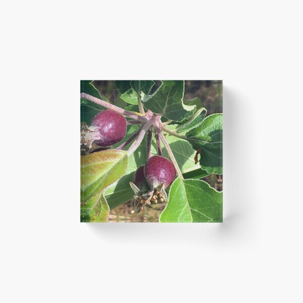 Item preview, Budding Fruit designed and sold by Ric1926.