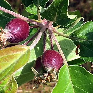 Artwork thumbnail, Budding Fruit by Ric1926