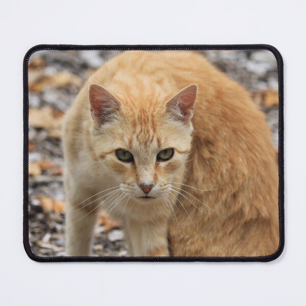 Item preview, Ginger Cat designed and sold by KarenWoodArt.