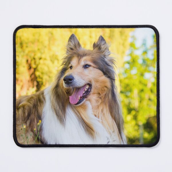 Item preview, Collie Gold designed and sold by KarenWoodArt.