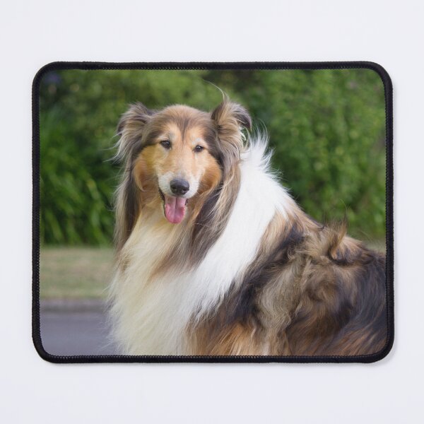 Item preview, Collie Standing On Stone Wall designed and sold by KarenWoodArt.