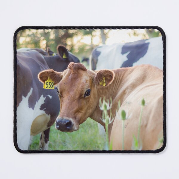 Item preview, Jersey Cow #559 designed and sold by KarenWoodArt.