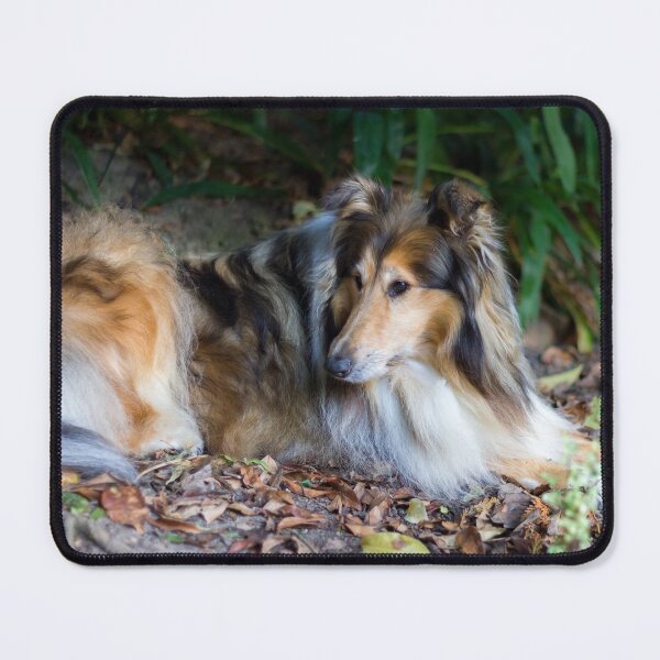 Item preview, Rough Diamond Collie designed and sold by KarenWoodArt.