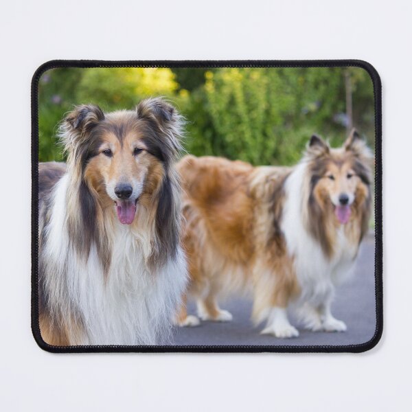Item preview, Diamond And Gold Collies designed and sold by KarenWoodArt.