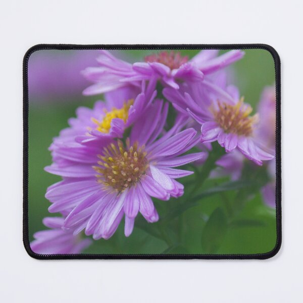 Item preview, Purple Aster designed and sold by KarenWoodArt.