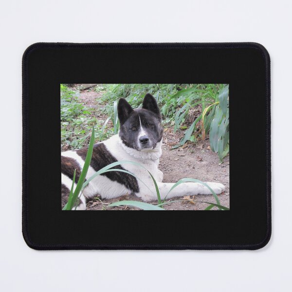 Item preview, Brindle And White Akita designed and sold by KarenWoodArt.