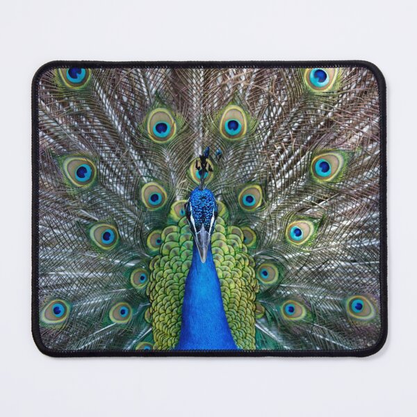 Item preview, Amazing peacock during his exhibition designed and sold by Lefteris Betsis.